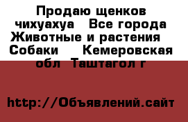 Продаю щенков чихуахуа - Все города Животные и растения » Собаки   . Кемеровская обл.,Таштагол г.